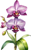 AI generated Watercolor painting of Zygopetalum Orchid flower. Illustration of flowers. AI-Generated. png