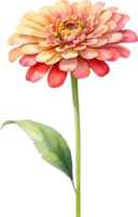 ai généré aquarelle La peinture de zinnia fleur. illustration de fleurs. ai-généré. png