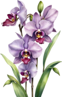 ai generiert Aquarell Gemälde von Zygopetalum Orchidee Blume. Illustration von Blumen. KI-generiert. png