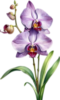 ai gegenereerd waterverf schilderij van zygopetalum orchidee bloem. illustratie van bloemen. ai-gegenereerd. png