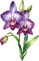 ai genererad vattenfärg målning av zygopetalum orkide blomma. illustration av blommor. ai-genererad. png