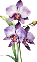 AI generated Watercolor painting of Zygopetalum Orchid flower. Illustration of flowers. AI-Generated. png