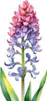 ai gerado aguarela pintura do arco Iris jacinto flor. ilustração do flores gerado por ai. png