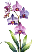 ai generiert Aquarell Gemälde von Zygopetalum Orchidee Blume. Illustration von Blumen. KI-generiert. png