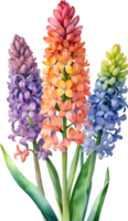 ai generato acquerello pittura di arcobaleno giacinto fiore. illustrazione di fiori. ai-generato. png