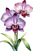 ai gegenereerd waterverf schilderij van zygopetalum orchidee bloem. illustratie van bloemen. ai-gegenereerd. png