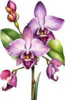 AI generated Watercolor painting of Zygopetalum Orchid flower. Illustration of flowers. AI-Generated. png