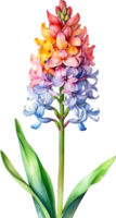 AI generated Watercolor painting of rainbow Hyacinth  flower. Illustration of flowers. AI-Generated. png