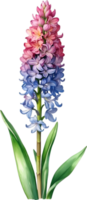 AI generated Watercolor painting of rainbow Hyacinth  flower. Illustration of flowers. AI-Generated. png