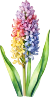 ai generiert Aquarell Gemälde von Regenbogen Hyazinthe Blume. Illustration von Blumen. KI-generiert. png