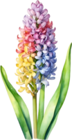 AI generated Watercolor painting of rainbow Hyacinth  flower. Illustration of flowers. AI-Generated. png