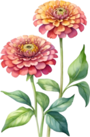 AI generated Watercolor painting of Zinnia flower. Illustration of flowers. AI-Generated. png