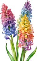 AI generated Watercolor painting of rainbow Hyacinth  flower. Illustration of flowers. AI-Generated. png