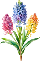 AI generated Watercolor painting of rainbow Hyacinth  flower. Illustration of flowers. AI-Generated. png