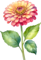 ai gegenereerd waterverf schilderij van zinnia bloem. illustratie van bloemen. ai-gegenereerd. png