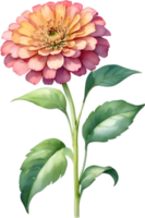 ai genererad vattenfärg målning av zinnia blomma. illustration av blommor. ai-genererad. png