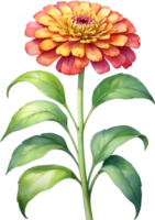 ai generado acuarela pintura de zinnia flor. ilustración de flores ai-generado. png