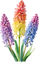 ai generiert Aquarell Gemälde von Regenbogen Hyazinthe Blume. Illustration von Blumen. KI-generiert. png