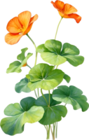 AI generated Watercolor painting of Nasturtium flower. Illustration of flowers. AI-Generated. png