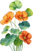 AI generated Watercolor painting of Nasturtium flower. Illustration of flowers. AI-Generated. png