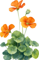 AI generated Watercolor painting of Nasturtium flower. Illustration of flowers. AI-Generated. png