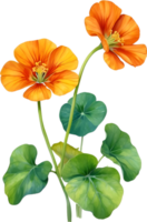 AI generated Watercolor painting of Nasturtium flower. Illustration of flowers. AI-Generated. png