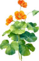 AI generated Watercolor painting of Nasturtium flower. Illustration of flowers. AI-Generated. png