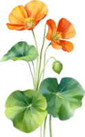 AI generated Watercolor painting of Nasturtium flower. Illustration of flowers. AI-Generated. png