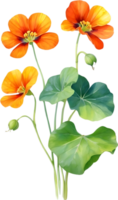 AI generated Watercolor painting of Nasturtium flower. Illustration of flowers. AI-Generated. png