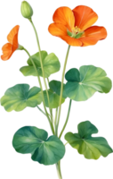 AI generated Watercolor painting of Nasturtium flower. Illustration of flowers. AI-Generated. png