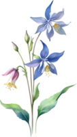 AI generated Watercolor painting of Columbine flower. Illustration of flowers. AI-Generated. png