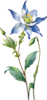 AI generated Watercolor painting of Columbine flower. Illustration of flowers. AI-Generated. png