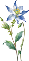 ai gegenereerd waterverf schilderij van akelei bloem. illustratie van bloemen. ai-gegenereerd. png