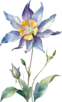 AI generated Watercolor painting of Columbine flower. Illustration of flowers. AI-Generated. png