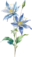 AI generated Watercolor painting of Columbine flower. Illustration of flowers. AI-Generated. png