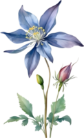 AI generated Watercolor painting of Columbine flower. Illustration of flowers. AI-Generated. png