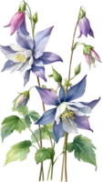 ai generiert Aquarell Gemälde von Akelei Blume. Illustration von Blumen. KI-generiert. png