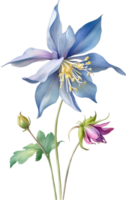 AI generated Watercolor painting of Columbine flower. Illustration of flowers. AI-Generated. png