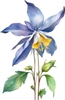 AI generated Watercolor painting of Columbine flower. Illustration of flowers. AI-Generated. png