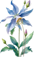 AI generated Watercolor painting of Columbine flower. Illustration of flowers. AI-Generated. png