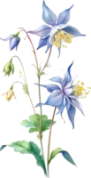AI generated Watercolor painting of Columbine flower. Illustration of flowers. AI-Generated. png