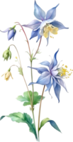 AI generated Watercolor painting of Columbine flower. Illustration of flowers. AI-Generated. png