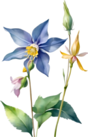 AI generated Watercolor painting of Columbine flower. Illustration of flowers. AI-Generated. png