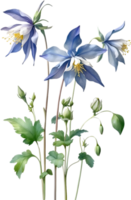 AI generated Watercolor painting of Columbine flower. Illustration of flowers. AI-Generated. png