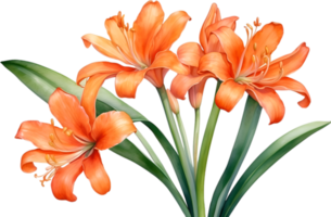 AI generated Watercolor painting of Clivia miniata flower. Ai-Generated png