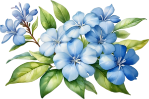 AI generated Watercolor painting of Cape Plumbago flower. Ai-Generated png