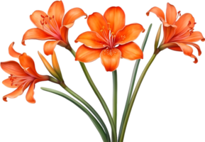 AI generated Watercolor painting of Clivia miniata flower. Ai-Generated png