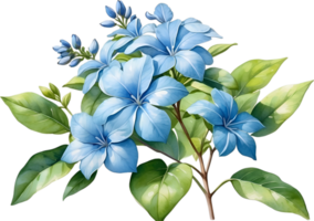 AI generated Watercolor painting of Cape Plumbago flower. Ai-Generated png