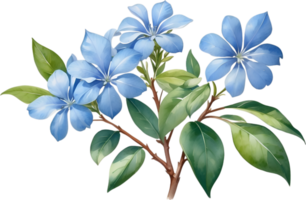 AI generated Watercolor painting of Cape Plumbago flower. Ai-Generated png