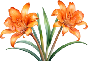 AI generated Watercolor painting of Clivia miniata flower. Ai-Generated png